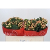 Hypericum Mellow Romance