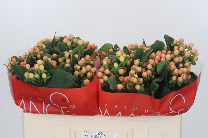 <h4>Hypericum Mellow Romance</h4>