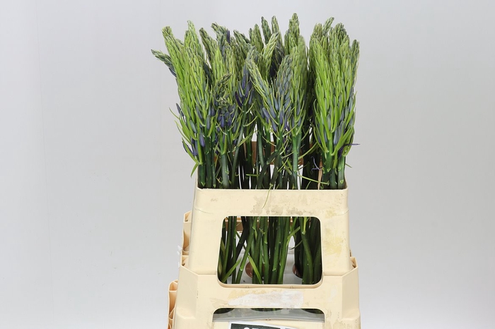 <h4>Camassia Leichtinii Caerulea</h4>