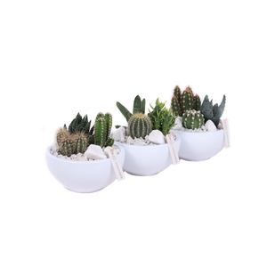 Cactus in witte schaal met wit grof grind, keien en etiket EV985