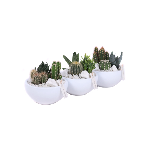 <h4>2x cac 5,5/1x aloe 5,5 cm in witte schaal met wit grof grind, keien en etiket</h4>