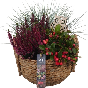 Arr.   Tuinplanten L%