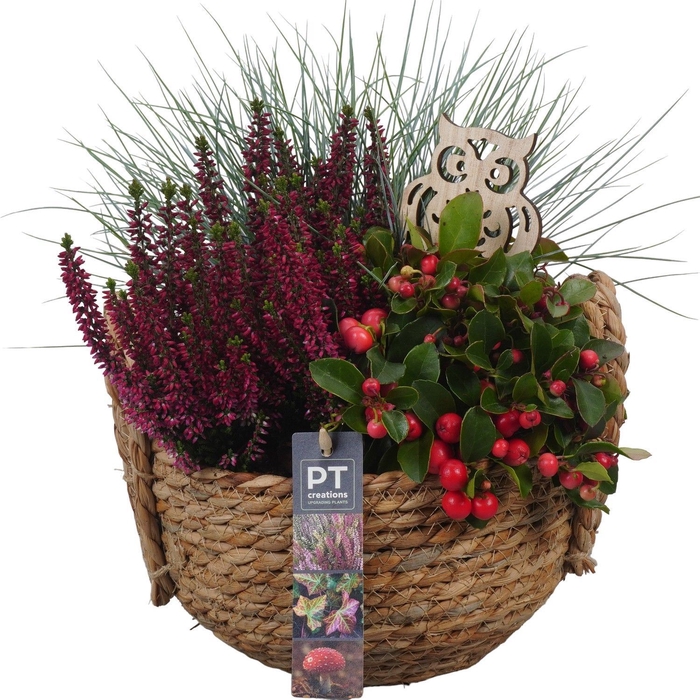 <h4>Arr.   Tuinplanten L%</h4>