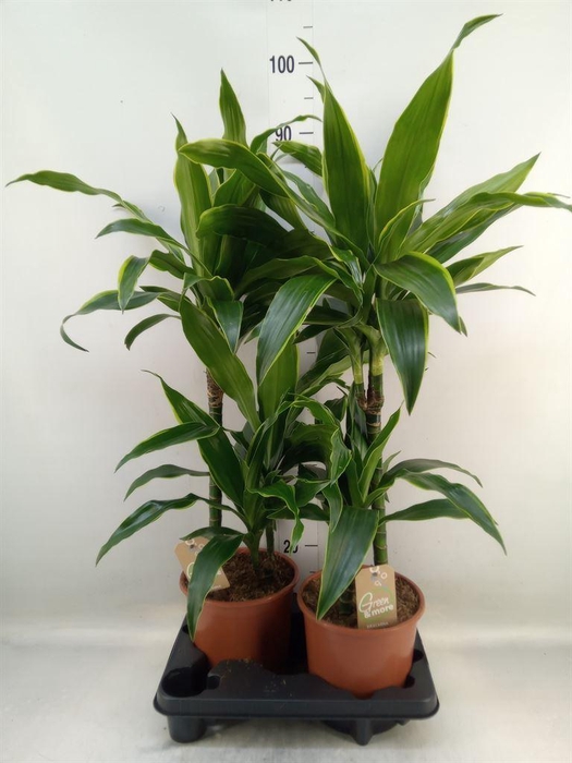 <h4>Dracaena fr de 'Art'</h4>