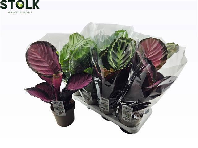 <h4>CALAT GEM 4 SRT</h4>