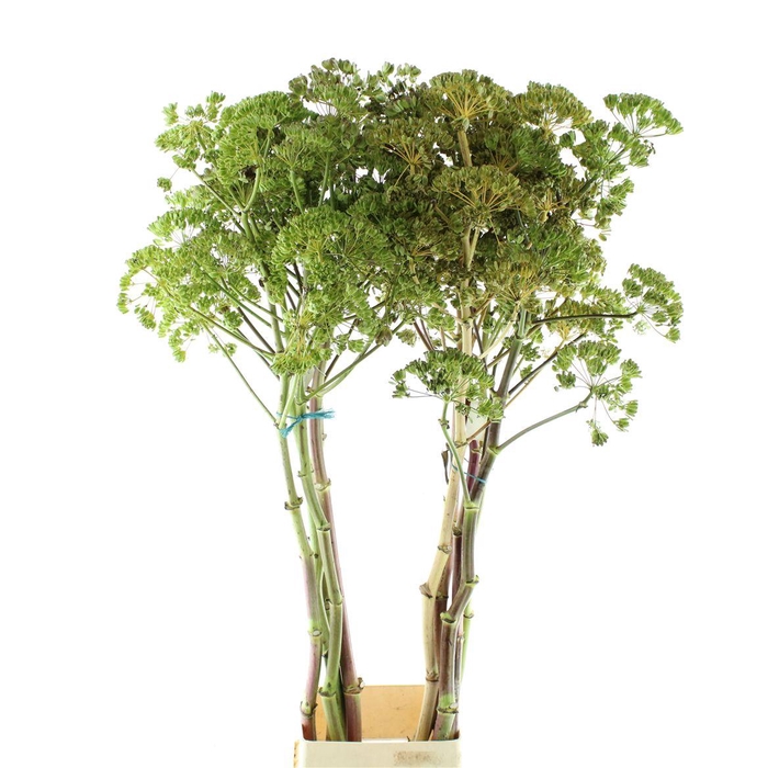 Foeniculum Vulgare