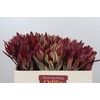 Leucadendron Jester