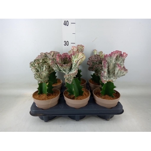 Euphorbia lactea 'Cristata'