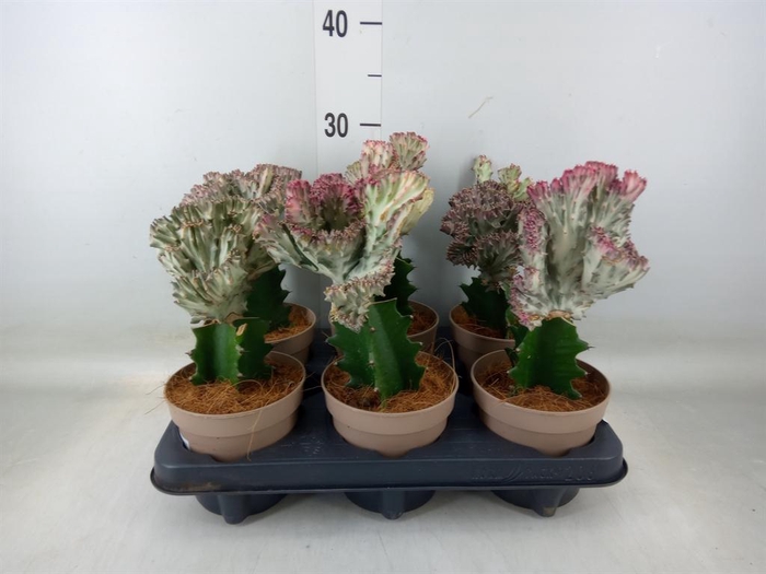 <h4>Euphorbia lactea 'Cristata'</h4>