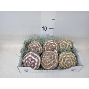 Tillandsia usneoides