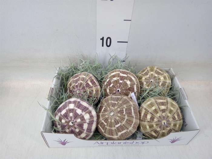 <h4>Tillandsia usneoides</h4>