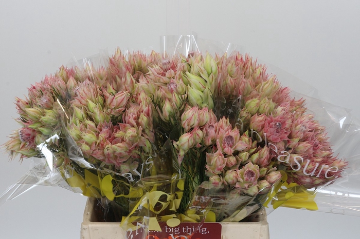 <h4>Blushing Bride Bridal Pink</h4>