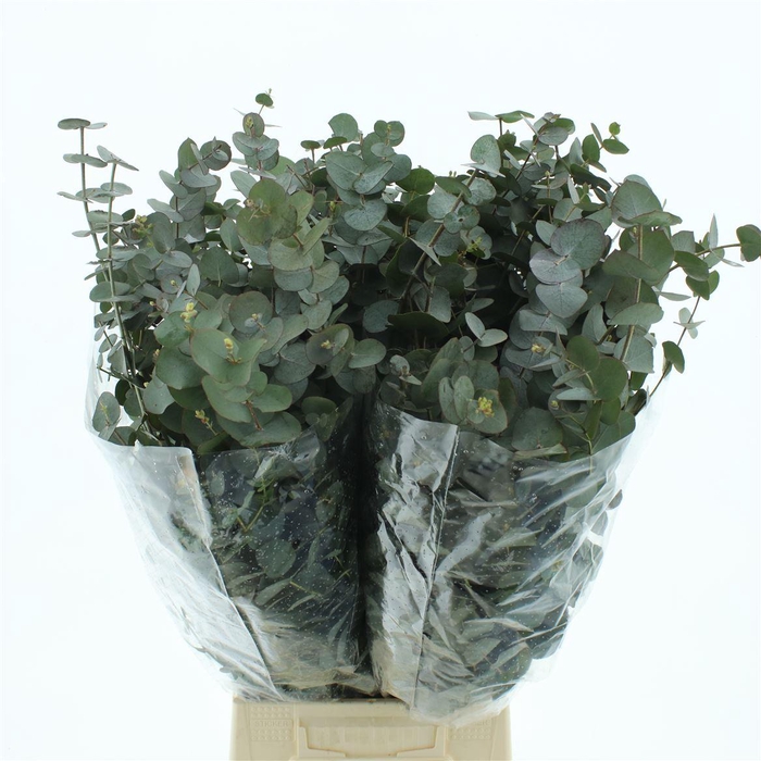 <h4>Euca Cinerea 300gram Premium France</h4>