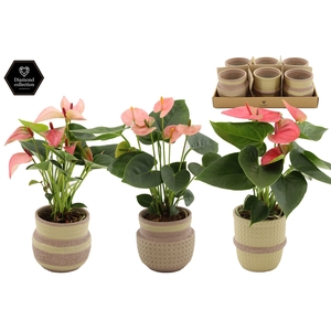 Anthurium 9 cm 3 color mix in Ethnic Khaki ceramics