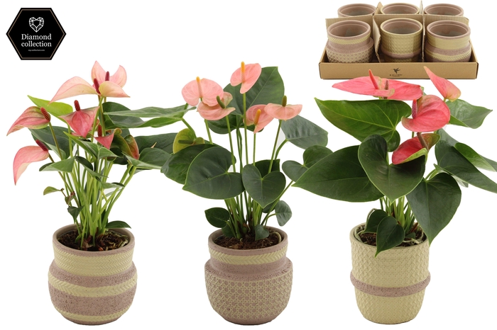 <h4>Anthurium 9 cm 3 color mix in Ethnic Khaki ceramics</h4>
