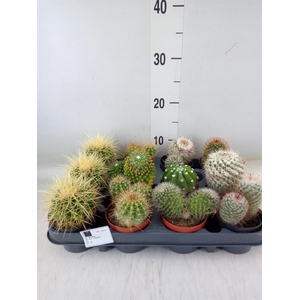 Cactus   ...mix