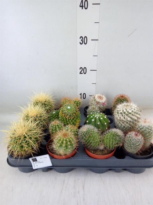 <h4>Cactus   ...mix</h4>