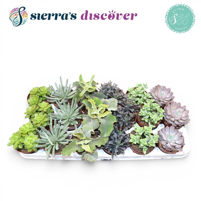 <h4>Succulent Mix P8.5</h4>