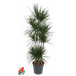 Dracaena Marginata 120-carrousel