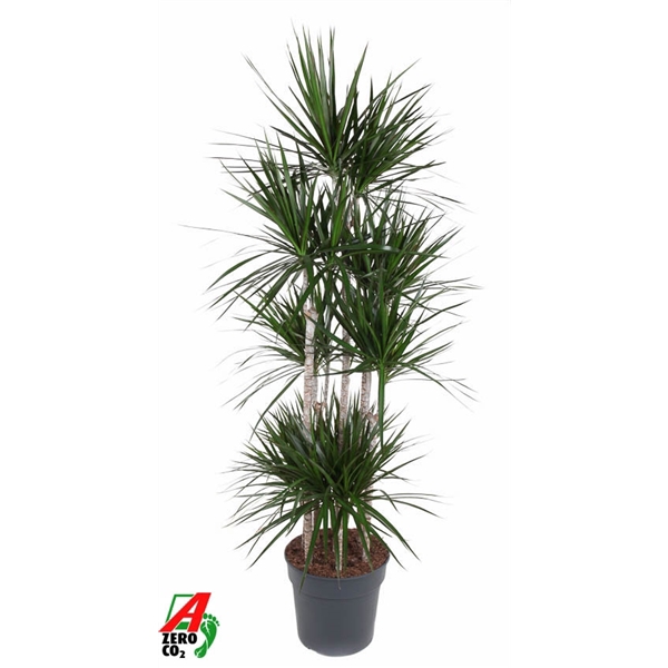 <h4>Dracaena Marginata 120-carrousel</h4>