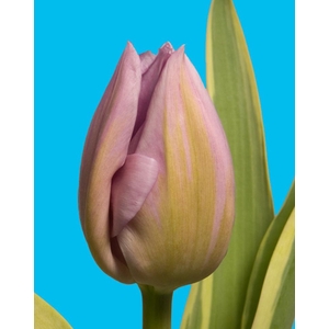 TU EN PIN INNOVATION