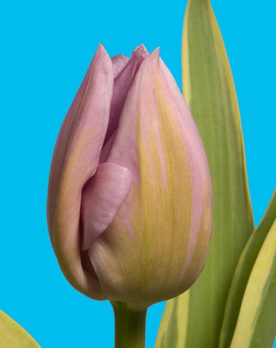 <h4>TU EN PIN INNOVATION</h4>