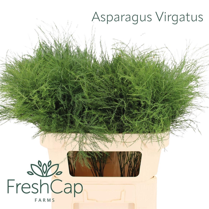<h4>Asparagus Virgatus</h4>