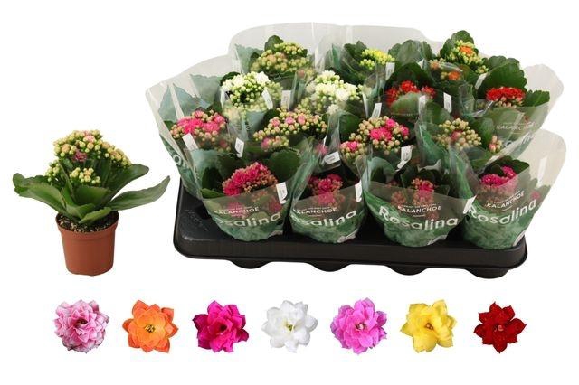 <h4>KAL GE RO GEM 6 KL</h4>