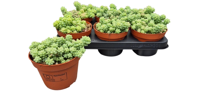 <h4>SEDUM BURRITO</h4>