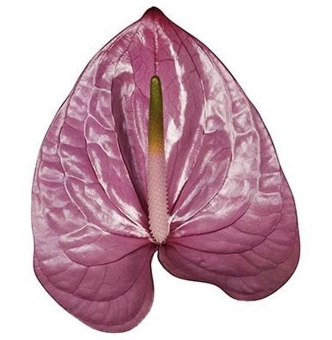 <h4>Anth A Kaleo</h4>