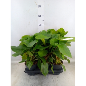 Homalomena rubescens 'Maggy'