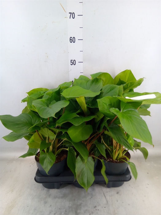 <h4>Homalomena rubescens 'Maggy'</h4>