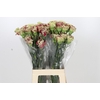 Dianthus St Winecover