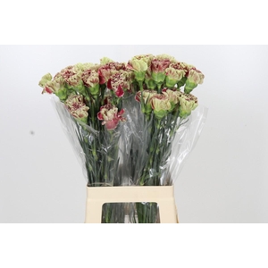 Dianthus St Winecover