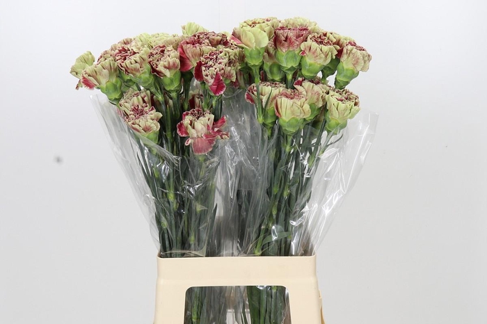 <h4>Dianthus St Winecover</h4>