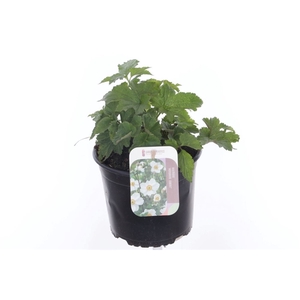 Anemone hybr. Honorine Jobert