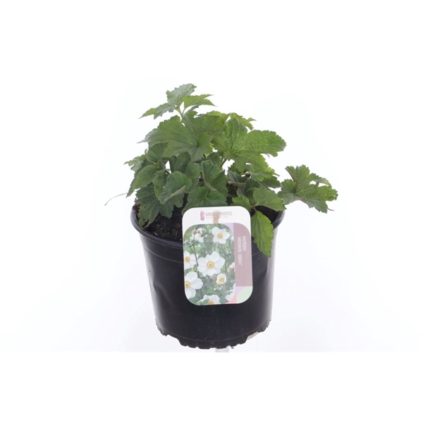 <h4>Anemone hybr. Honorine Jobert</h4>
