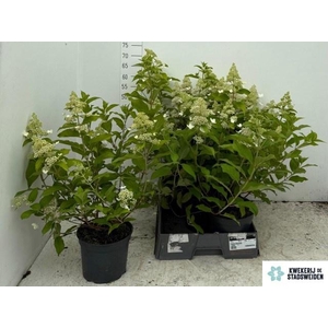 HYDR PANICULATA