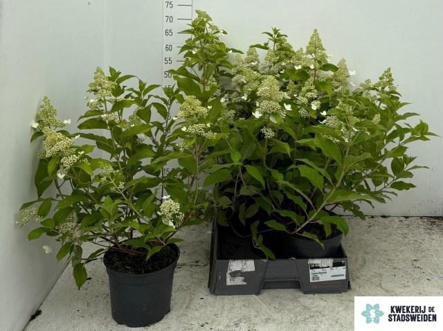 <h4>HYDR PANICULATA</h4>
