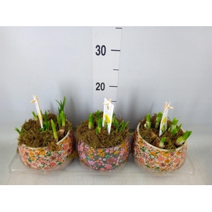 Arr.  Narcissus Tete Tete H%