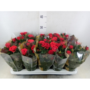 Rosa  'Red Mercedes Kordana'