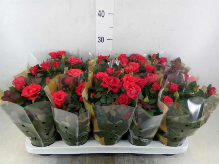 <h4>Rosa  'Red Mercedes Kordana'</h4>