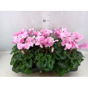 Cyclamen GR 'Fleur En Vogue'