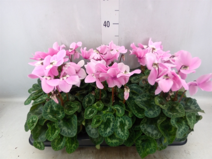 <h4>Cyclamen GR 'Fleur En Vogue'</h4>