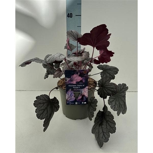 Heuchera 'Pools of Purple' c2