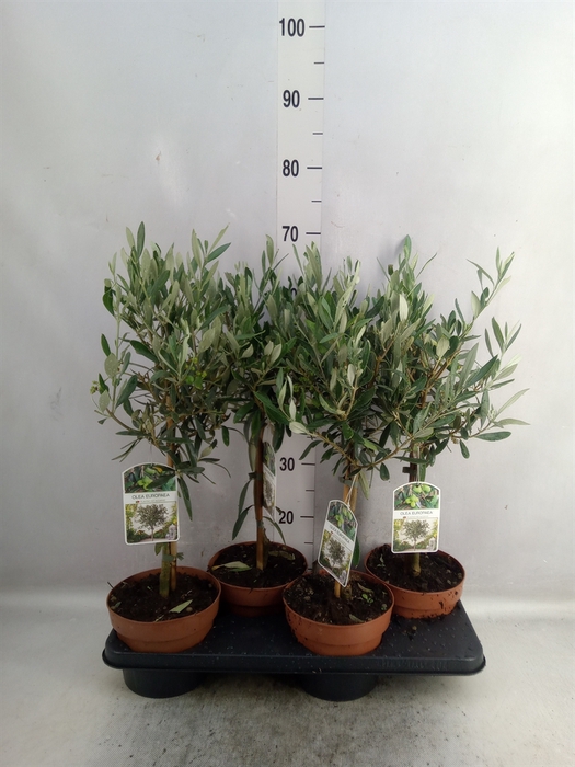 <h4>Olea europaea</h4>