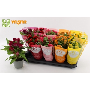 Celosia Cristata twisted 12cm, Bellisima hoes Ton sur Ton Mix