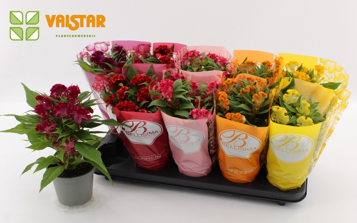 <h4>Celosia Cristata twisted 12cm, Bellisima hoes Ton sur Ton Mix</h4>