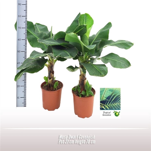 <h4>Musa Dwarf Cavendish</h4>