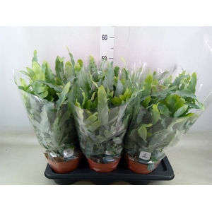 Phlebodium aureum 'Blue Star'